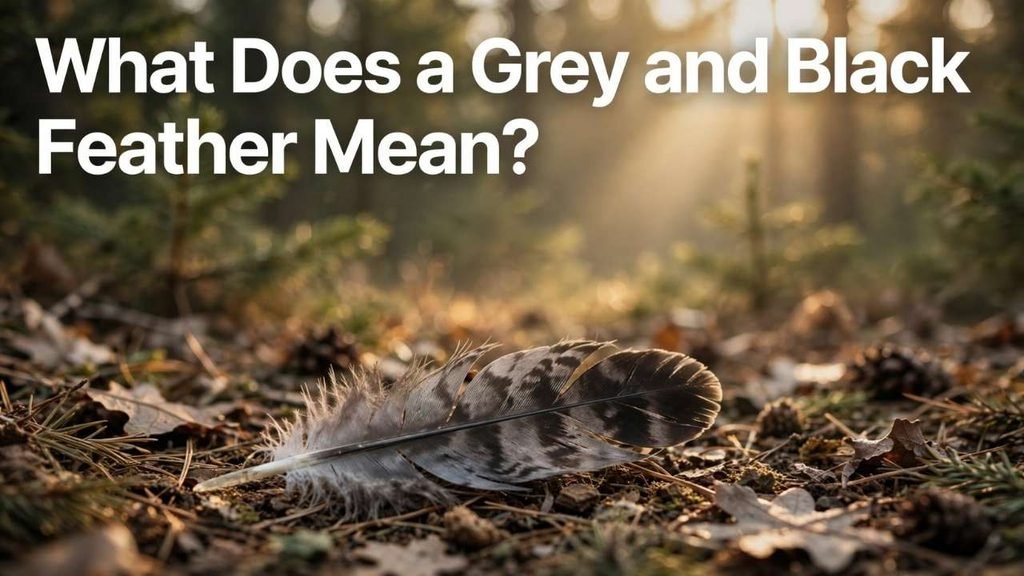 What Does a Grey and Black Feather Mean?